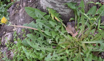 Pale-stalked Dandelion
