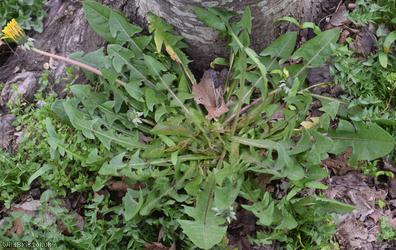 Pale-stalked Dandelion