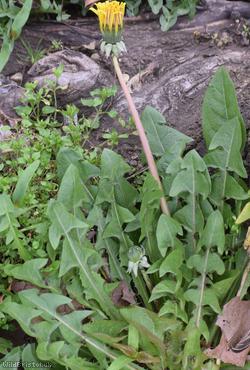 Pale-stalked Dandelion