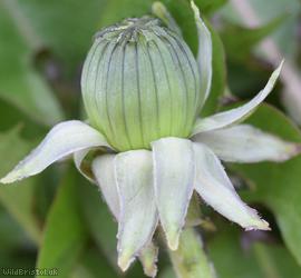 Pale-stalked Dandelion