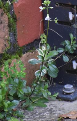 Prostrate Rock-cress