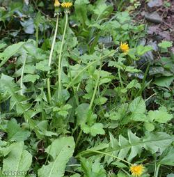 image for Cut-lobed Dandelion