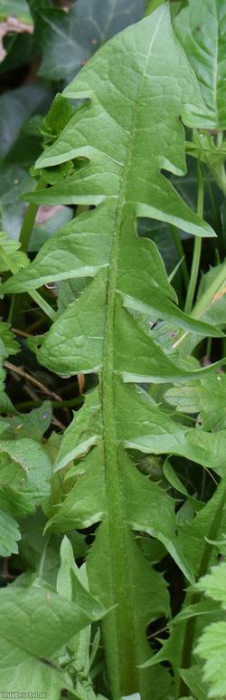 Cut-lobed Dandelion