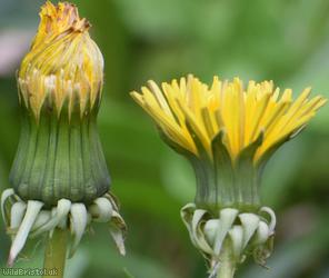 Cut-lobed Dandelion