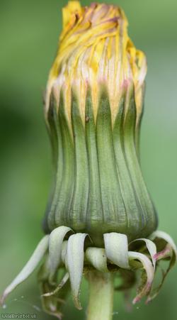 Cut-lobed Dandelion