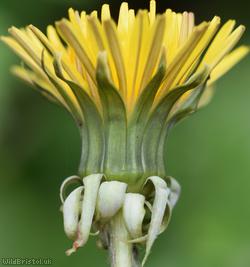 Cut-lobed Dandelion