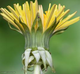 Cut-lobed Dandelion