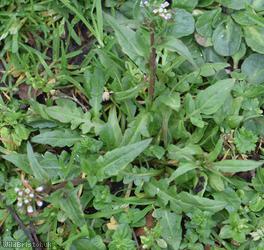 Shepherd's-purse type 44