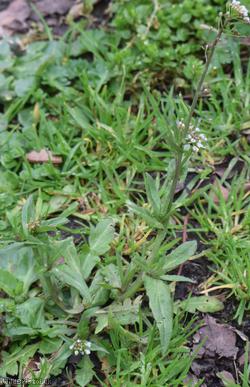 Shepherd's-purse type 44