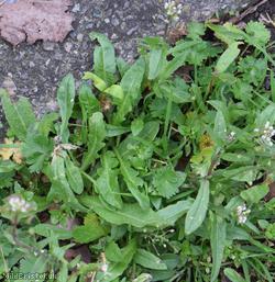 Shepherd's-purse type 44