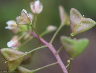 Shepherd's-purse type 44