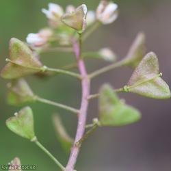 Shepherd's-purse type 44