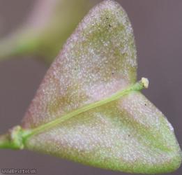 Shepherd's-purse type 44