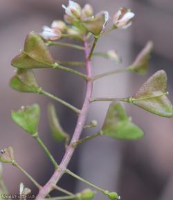 Shepherd's-purse type 44