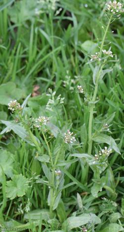 Shepherd's-purse type 44