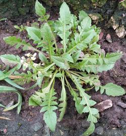 Shepherd's-purse type 32