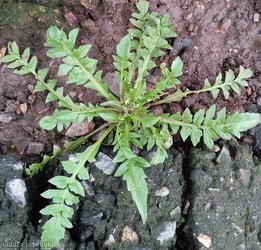 Shepherd's-purse type 32