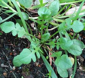 Shepherd's-purse type 71