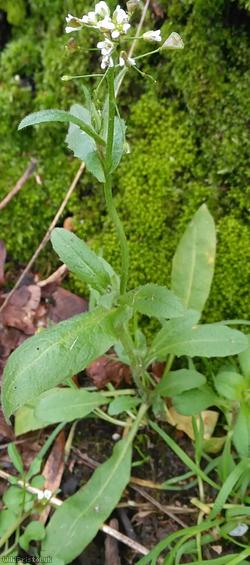 Shepherd's-purse type 19