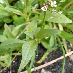 Shepherd's-purse type 19