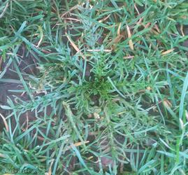 Shepherd's-purse type 57