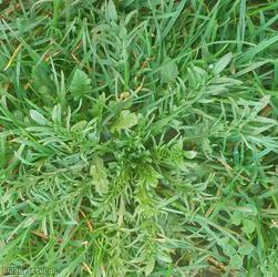 Shepherd's-purse type 57