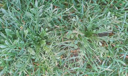 Shepherd's-purse type 57