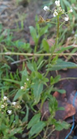 Shepherd's-purse type 7