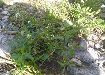 Shepherd's-purse type 7