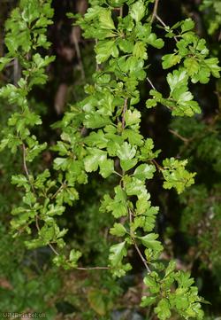 image for Common Hawthorn type 37