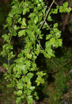 Common Hawthorn type 37