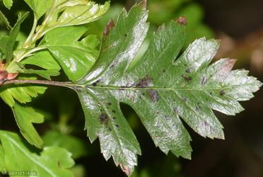 Common Hawthorn type 37