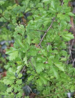Common Hawthorn type 37
