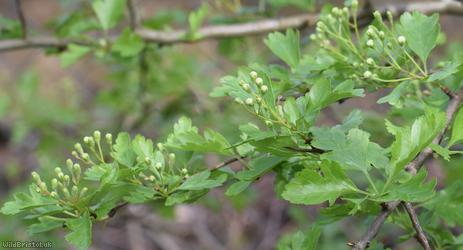 Common Hawthorn type 37