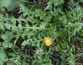 Diverse-leaved Dandelion