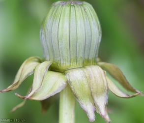 Diverse-leaved Dandelion