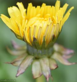 Diverse-leaved Dandelion