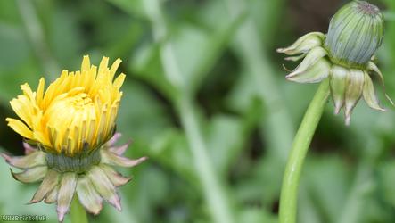 Diverse-leaved Dandelion