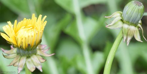 Diverse-leaved Dandelion