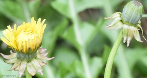 Diverse-leaved Dandelion