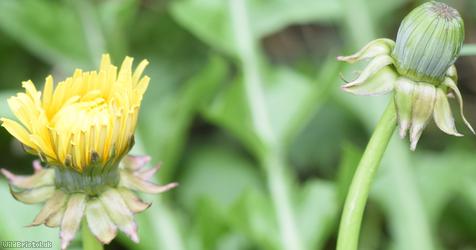 Diverse-leaved Dandelion