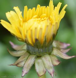 Diverse-leaved Dandelion