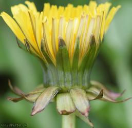 Diverse-leaved Dandelion