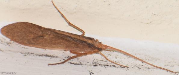 image for Stenophylax permistus