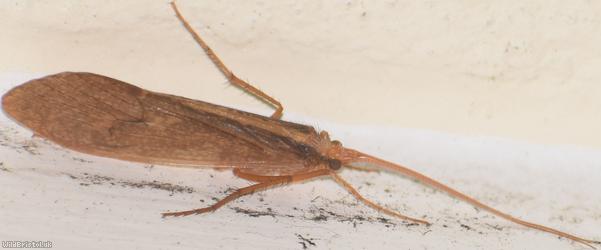 Stenophylax permistus