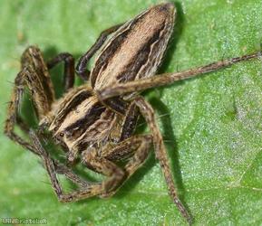 Nursery Web Spider