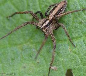 Nursery Web Spider