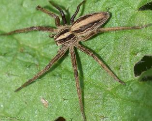 Nursery Web Spider