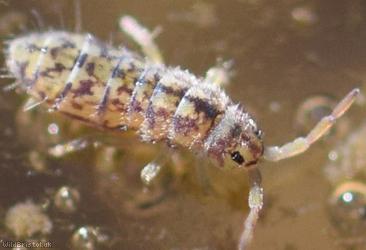 Isotomurus maculatus