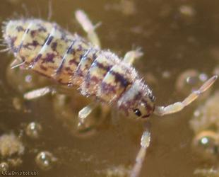 Isotomurus maculatus